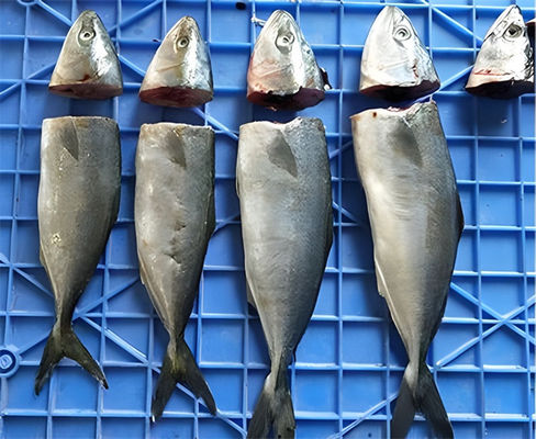 SUS304 Industrial Fish Cutting Machine 380V 60-90 Pieces/Min