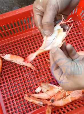 3P Stable Automatic Shrimp Cutter Multi Function Stainless Steel 304