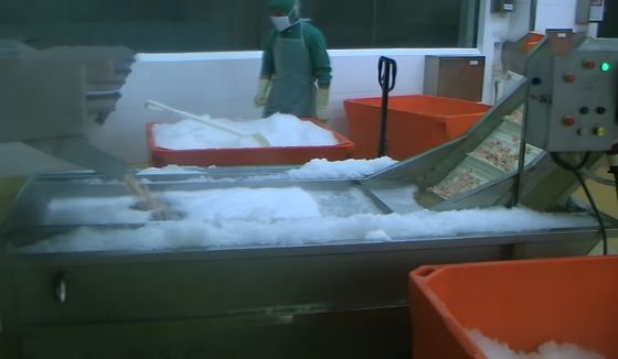 ISO 2.23KW Commercial Fish Processing Machine , Anti Corrosion Shrimp Cooked Machine