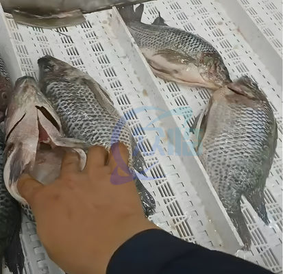 40-50pcs/Min Tilapia Fillet Machine Durable Stainless Steel 304