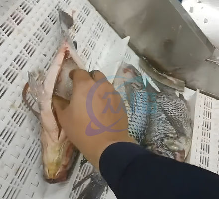 40-50pcs/Min Tilapia Fillet Machine Durable Stainless Steel 304