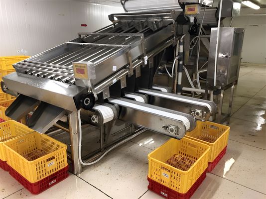 3P Multiscene Shrimp Grading Machine Automatic Multi Function