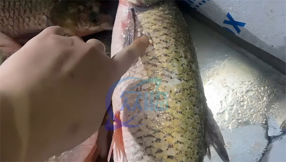 Commercial Fish Descaling Machine Multifunctional Waterproof