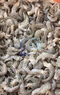 Durable 800W Shrimp Processing Plant , Automatic Shrimp Head Removal System