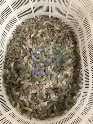 Durable 800W Shrimp Processing Plant , Automatic Shrimp Head Removal System