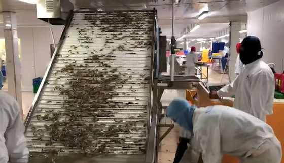 Seafood Processing Shrimp Grading Machine 6000x3200x2200mm Stable