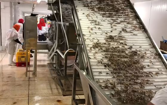 Seafood Processing Shrimp Grading Machine 6000x3200x2200mm Stable
