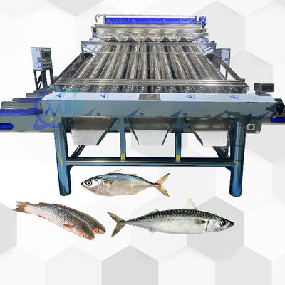 Efficient Small Yellow Croaker Sorting Machine Small Yellow Croaker Roller Grader