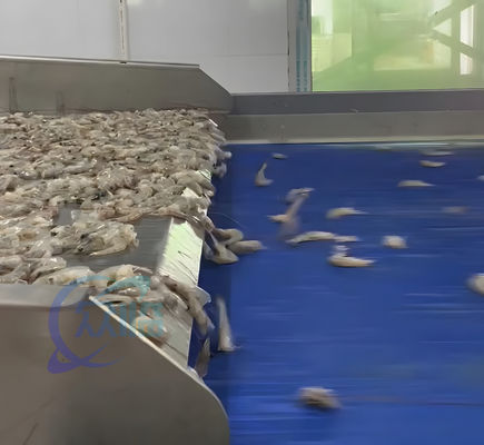 Smart Shrimp Head Removal Screening Machine for Seafood Processing Factory Efficient Shrimp Head Cutting Machine