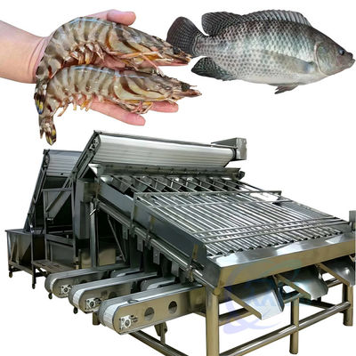 Automatic Shrimp Sorting Machine For Shrimp Peeling Fresh Prawn Washing Rolling Sorting Machine Shrimp Grader