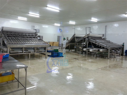 Seafood Shrimp Processing Classifier Automatic Fast Fish Shrimp Size Classifier Shrimp Production Line Screening Machine