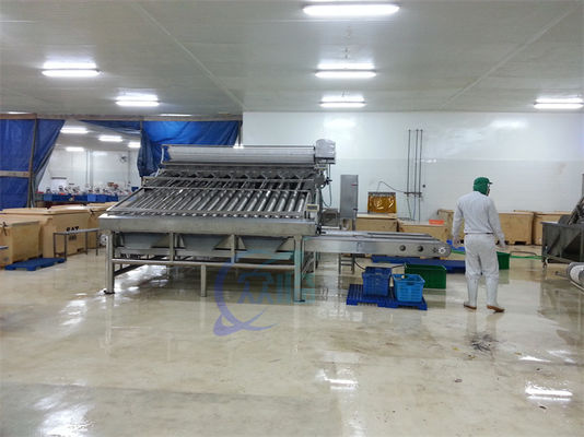 Seafood Shrimp Processing Classifier Automatic Fast Fish Shrimp Size Classifier Shrimp Production Line Screening Machine