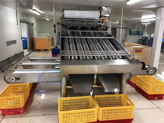 Seafood fish and shrimp processing plant size sorting machine Fish size sorting machine