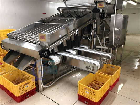 Seafood fish and shrimp processing plant size sorting machine Fish size sorting machine