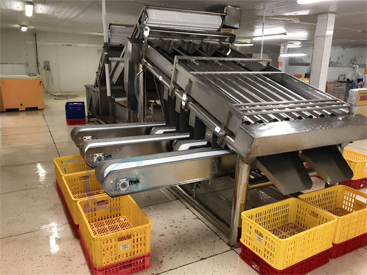 Seafood fish and shrimp processing plant size sorting machine Fish size sorting machine