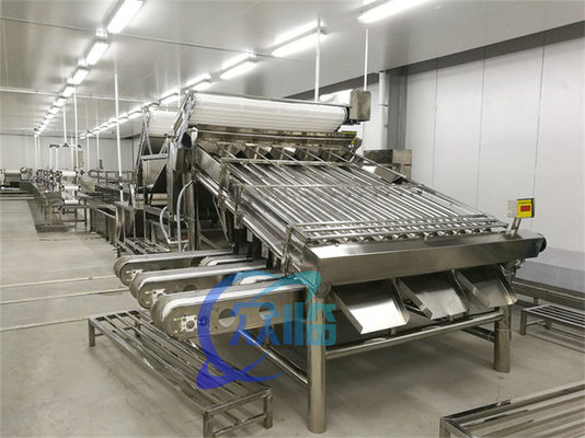 Fully automatic multi-functional fish and shrimp sorting and grading machine Customized roller rapid shrimp grading mach