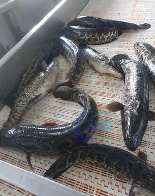 Squid Peeling Machine Tilapia Peeling Machine Stainless Steel Peeling Machine