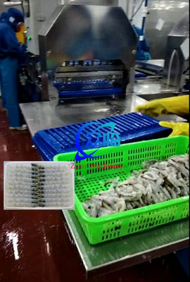 100 Pcs Tray Automatic NOBASHI Machine And Tempura Shrimp Stretching Machine