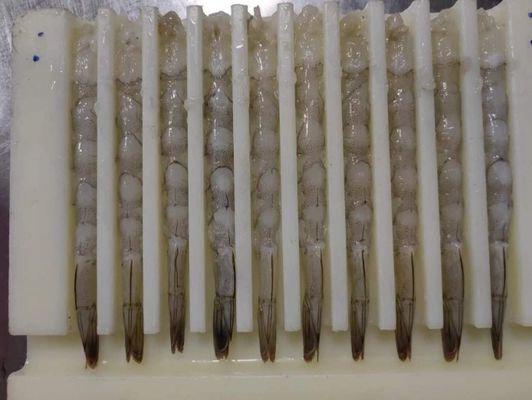 Capacity 15000pcs/H Automatic Tempura Machine And Automatic NOBASHI Machine
