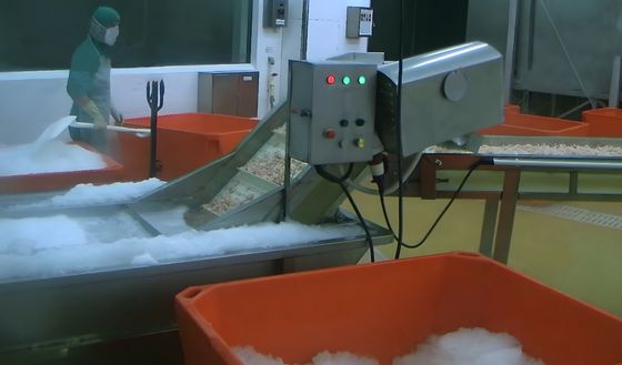 ISO 2.23KW Commercial Fish Processing Machine , Anti Corrosion Shrimp Cooked Machine