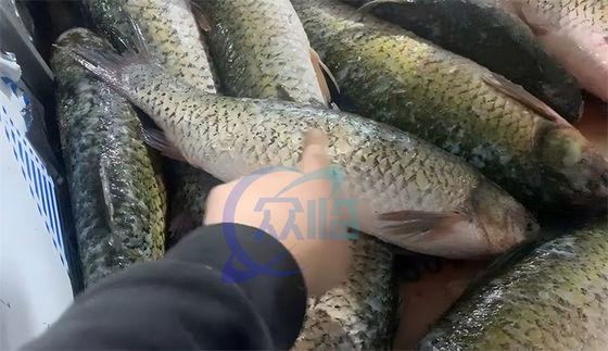 Alkali Resistant Fish Scaling Machine Durable Multipurpose 320KG