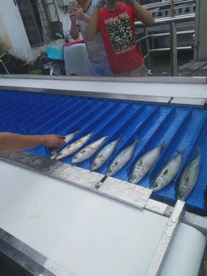 Harga yang bagus ISO Mesin Pemotong Ikan Otomatis Multiscene 1550x800x1450mm on line