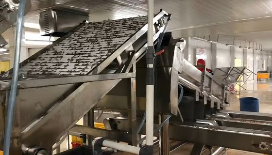 Seafood Processing Shrimp Grading Machine 6000x3200x2200mm Stable