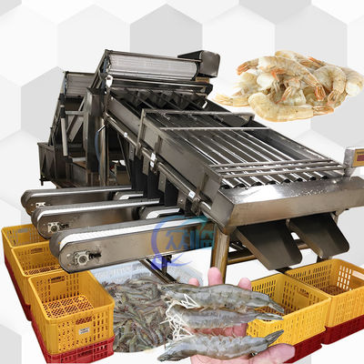 4.9KW SUS304 Shrimp Grading Machine Otomatis Untuk Pengelompokan Ukuran Ikan