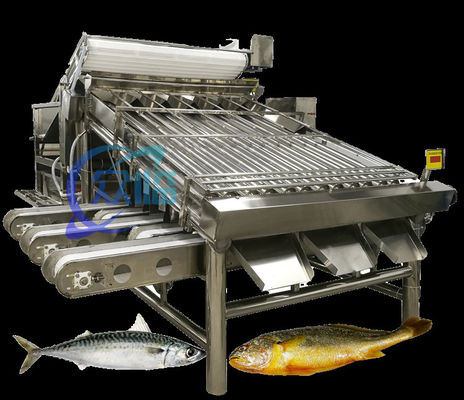 Harga yang bagus Efisien Mesin Pengurut Ikan Kecil Sistem Pengurut Makrel Kapasitas besar 5T/H on line