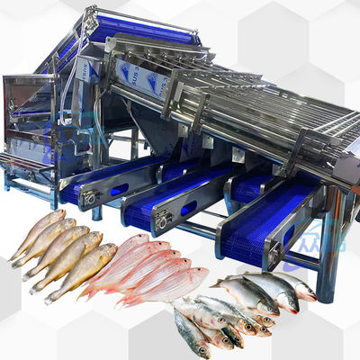 Harga yang bagus Kapasitas besar Mesin Pengukuran Ikan Kecil Pengelompok Ikan Kecil Stabilitas tinggi on line