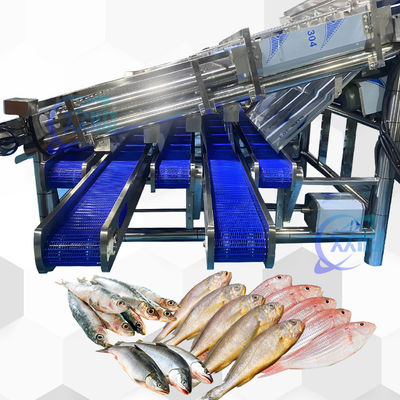 Harga yang bagus Stabilitas Tinggi Mesin Pengurut Ikan Pelagik Mesin Pengukuran Ikan Pelagik on line
