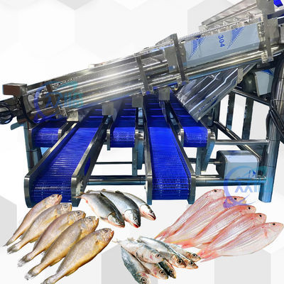 Harga yang bagus Mesin Pengukur Sarden Hasil Besar Dengan 12 Roller Automatic Sardine Grading Line on line