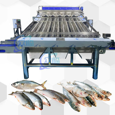 Harga yang bagus Plastik Conveyor Saury mesin pembagian mesin pembagian kuning Croaker on line