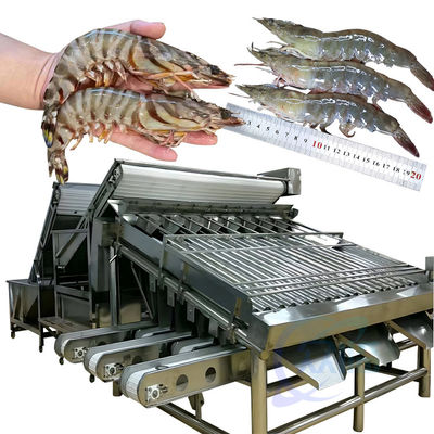Harga yang bagus 304 stainless steel 18 roller mesin pemisahan ikan Mesin penyaringan ukuran ikan on line