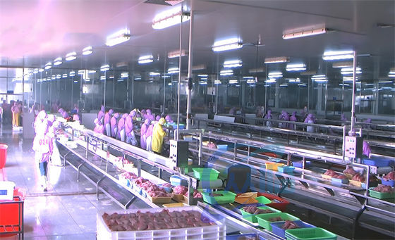 Harga yang bagus 3.03KW Mesin Pengolahan Ikan on line