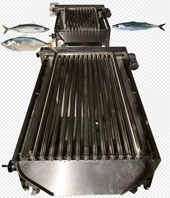 Harga yang bagus Empat Gaya Mesin Pengelompokkan Ikan Otomatis Dan Mesin Pengering Makrel on line