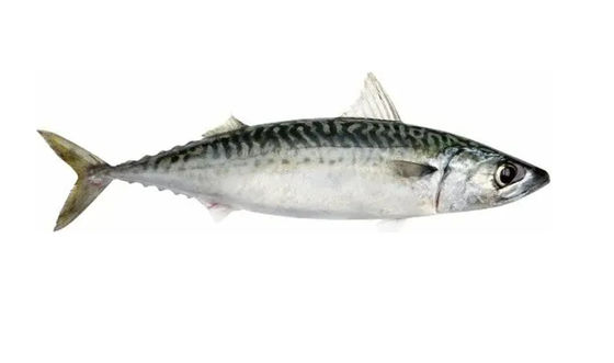 Harga yang bagus Empat Gaya Otomatis Pelagic Fish Grading Line Dan Sorting Peralatan ikan kecil on line