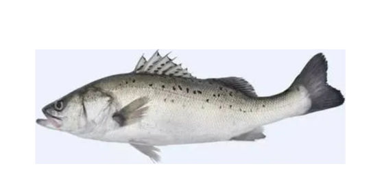 Empat Gaya Otomatis Sorting Mackerel Line Dan Pengelompokkan Peralatan Ikan Kecil