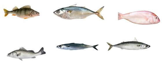 Harga yang bagus Profesional Ikan Otomatis Grading Line Dan Ukuran Ikan Kecil Lainnya on line