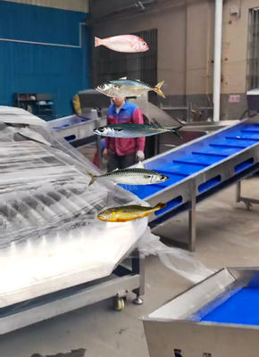 Harga yang bagus Yang paling akurat Pelagic Fish Grading Line Dan Sorting Lauk Kecil Lainnya Dengan Otomatis on line