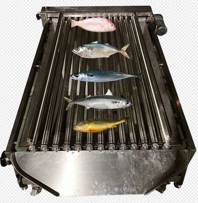Harga yang bagus Kualitas tinggi PLC Control Fish Grading Line Untuk Menurutkan Ikan Kecil Dengan Otomatis on line