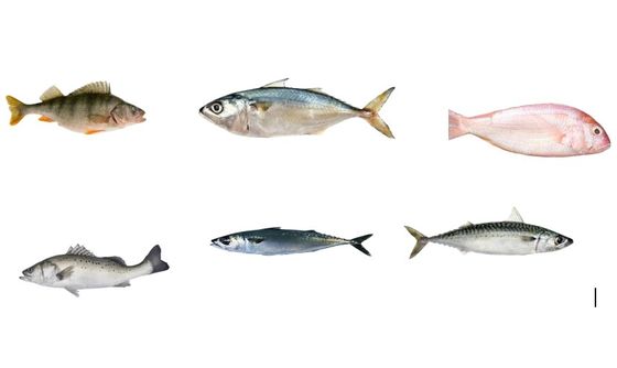Satu Set Garis Pemeringkatan Ikan Lengkap Untuk Menyortir Berbagai Jenis Ikan Laut