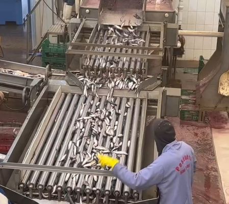 Harga yang bagus 4 Model Mesin Pengelompokkan Ikan Otomatis Dan Pengurut Ikan Kecil Dengan 5-10T/H on line