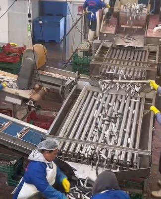 4 Gaya Mesin Sorting Ikan Otomatis Dan Sorting Ikan Kecil Line Dengan 5-10T / H