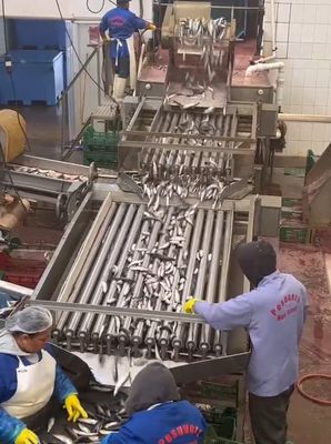 Harga yang bagus Empat Model Mesin Pengolahan Ikan Otomatis Dan Mesin Pengolah Ikan Kecil Dengan 5-10T/H on line