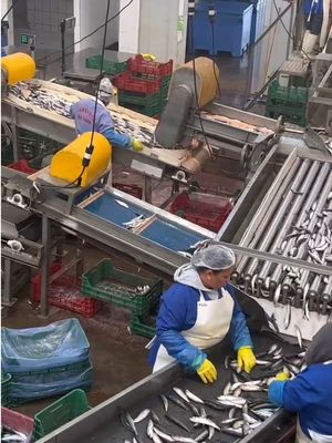 Harga yang bagus Empat Gaya Mesin Pengurut Sarden Otomatis Dan Pengurutan Ikan Kecil on line