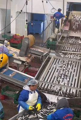 Harga yang bagus Mesin ikan otomatis berkualitas tinggi dan mesin pemisahan ikan kecil dengan 5-10 ton / jam on line