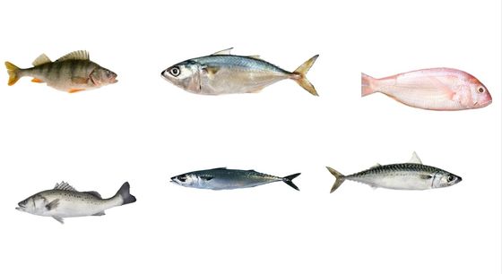 Harga yang bagus Empat Gaya Mesin Pengukuran Ikan Otomatis Dan Mesin Pengelompokkan Makrel Dengan Kecepatan Tinggi on line