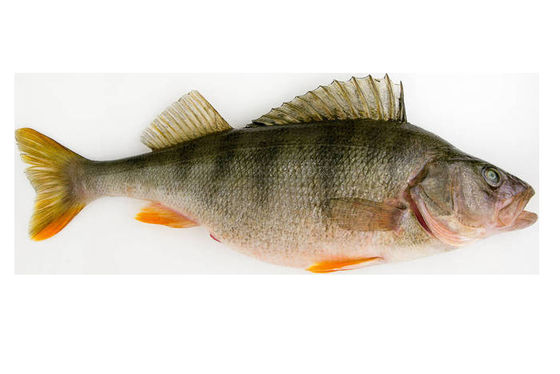 Harga yang bagus Sebagian besar gaya Mesin pemeringkat ikan otomatis dan ukuran ikan dengan stabil tinggi on line