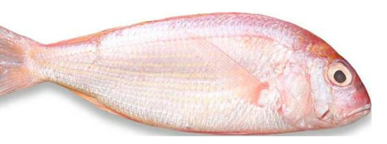 Empat Model Mesin Pengelompokkan Ikan Otomatis Dan Ikan Samudera, Ukuran Makrel Kualitas Tinggi